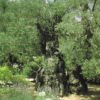 Holy Land Christmas Postcards - Image 13